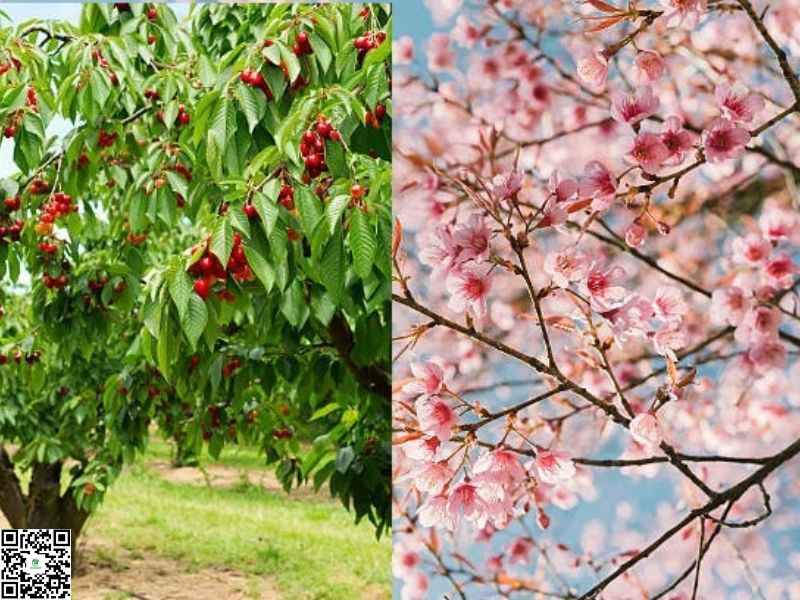 Phân Biệt Cây Anh Đào Lấy Quả & Cây Hoa Anh Đào Cảnh