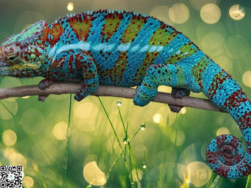 Giải Mã Tín Ngưỡng Dân Gian Khi 10 Tiếng Kêu Là Điềm Báo Đại Cát