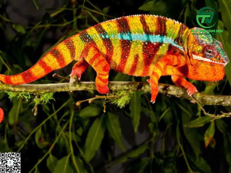 Ý Nghĩa Đặc Biệt Khi Tắc Kè Kêu 2, 3, 4, 5, 6, 7, 8, 9 Và 10 Tiếng