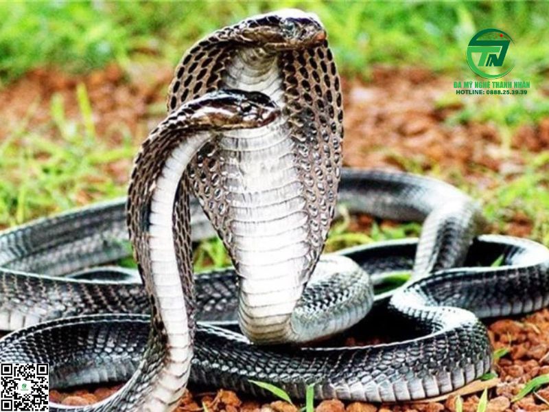 Nằm Mơ Thấy 2 Con Rắn Hổ Mang