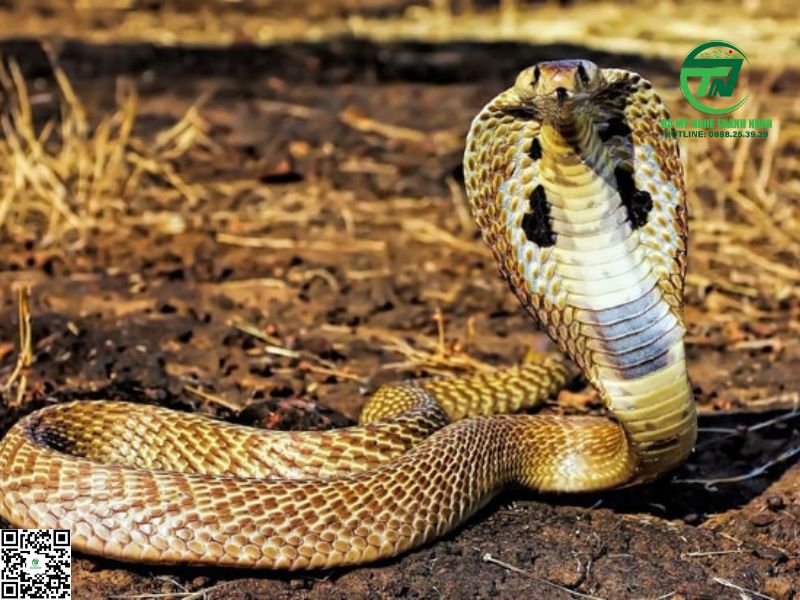 Nằm Mơ Thấy Rắn Hổ Mang Cắn Vào Tay