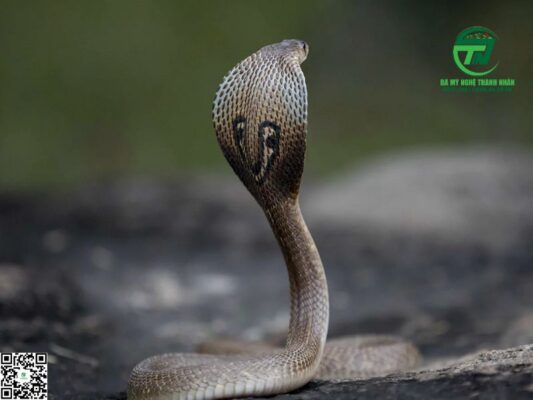 Nằm Mơ Thấy Rắn Hổ Mang