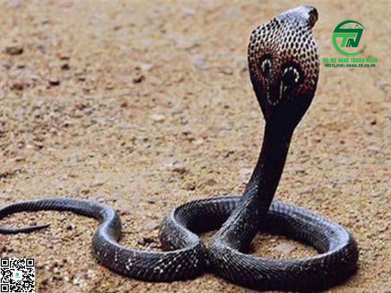 Nằm Mơ Thấy Rắn Hổ Mang Đuổi Theo Mình