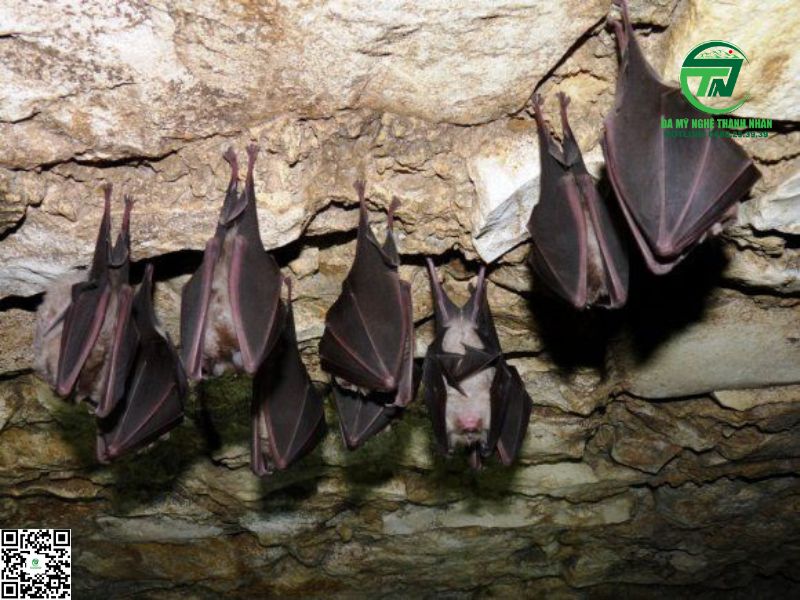 Dơi Bay Vào Nhà Là Điềm Báo Gì, Ý Nghĩa & Cách Hóa Giải✔️ Dơi Làm Tổ Trong Nhà Mang Đến Phúc Lộc Hay Ẩn Chứa Điều Không Tốt?