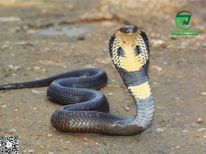 Nằm Mơ Thấy Rắn Hổ Mang Chúa