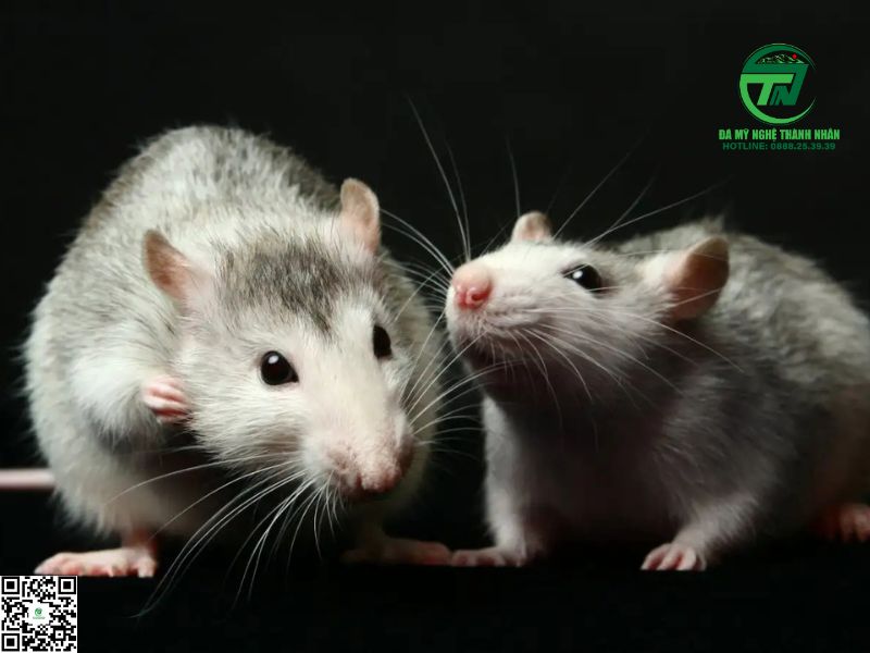 Chuột Kêu Chít Chít Là Điềm Gì?