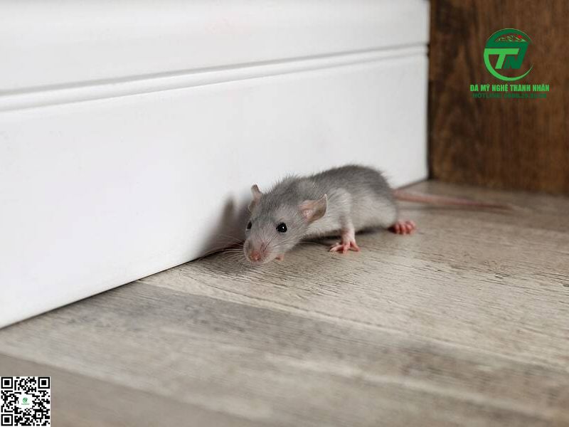 Chuột Kêu Chít Chít Trong Nhà Là Điềm Gì