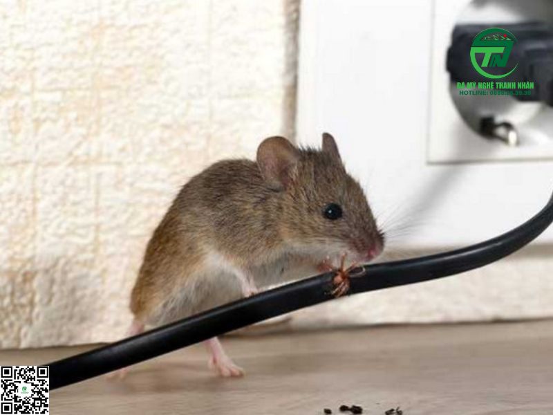 Cách Hóa Giải Khi Chuột Kêu Chít Chít Liên Tục