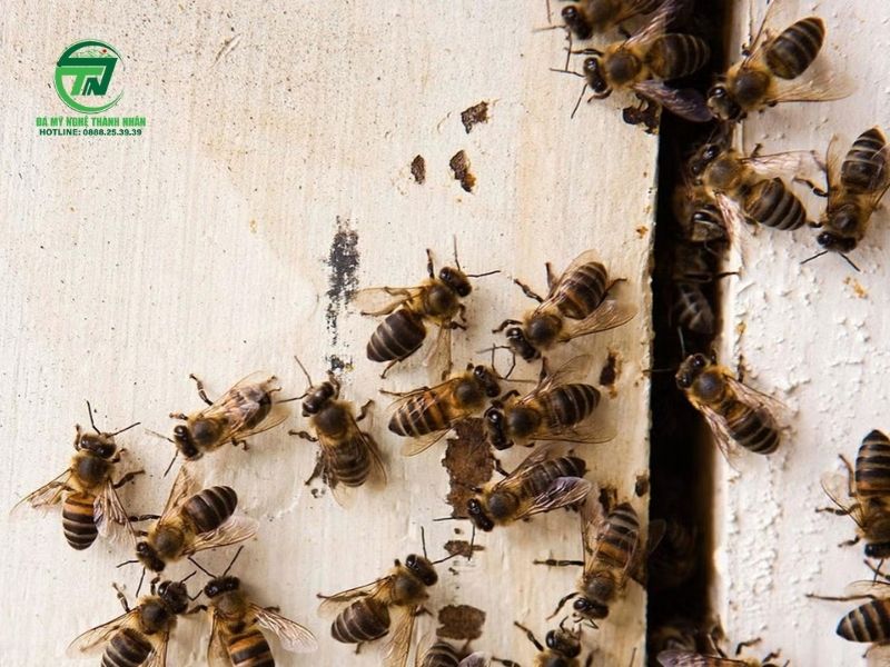 Ong Bay Vào Nhà Bí Ẩn Phong Thủy Hay Điềm Báo Cát Tường? Ong Bay Vào Nhà